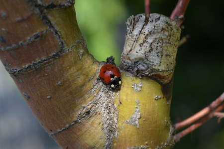 Ladybug in freedomの写真素材