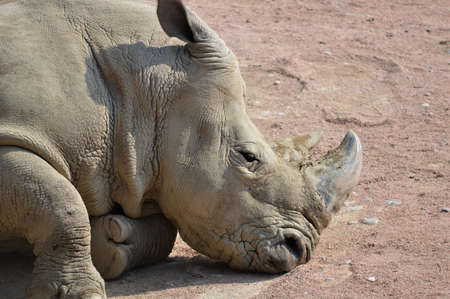 Sad rhinoceros in captivityの写真素材