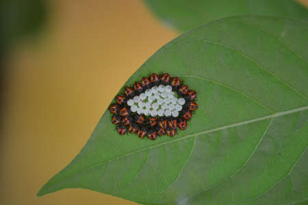 guard the ladybird eggsの写真素材