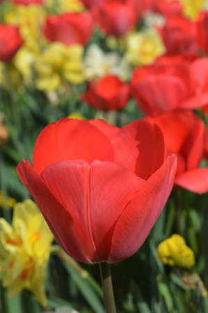 the red tulipの写真素材