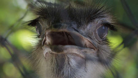 amazed ostrich behind the netの写真素材