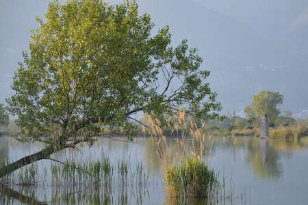 peat bog in nature parkの写真素材