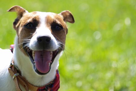 JACK RUSSELL TERRIER on grassの写真素材