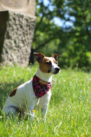 JACK RUSSELL TERRIER on grassの写真素材