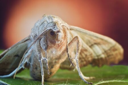 Moth close-up with color background and flowerの写真素材