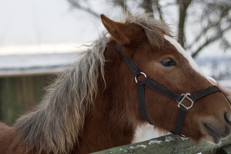 A closeup portrait of the head of a beautiful brown horseの写真素材