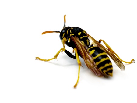 Close-up of a live Yellow Wasp on a white backgroundの写真素材