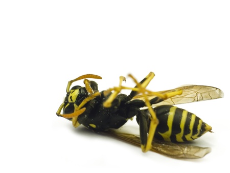 Close-up of a live Yellow Wasp on a white background