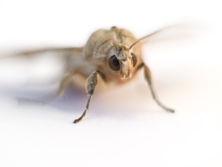Moth isolated on white backgroundの写真素材
