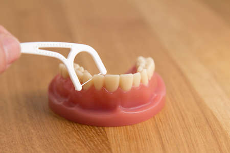 Person flossing a set of false teeth with dental floss cleaning carefully between the teeth in a demonstration of oral hygieneの写真素材