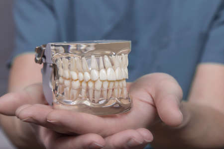 Close up of hand holding clear plastic mold with complete set of human teeth used for teaching...