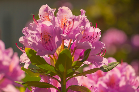 purple flower Rhododendronの写真素材