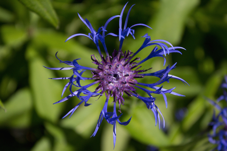 Cornflower flower gardenの写真素材