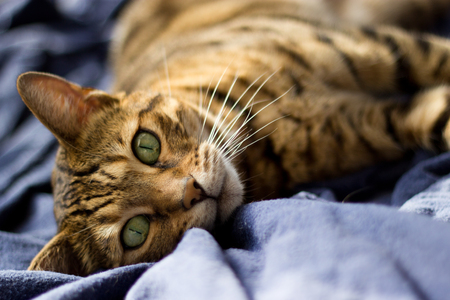 Bengal cat lying on blue blanket - Stock photo