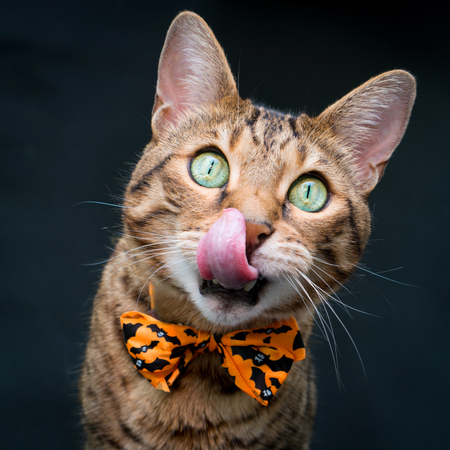 Halloween cat on black backgroundの写真素材