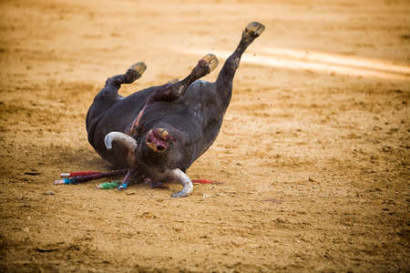 Bull falls into the arena dead during a bullfight, Spainのeditorial素材