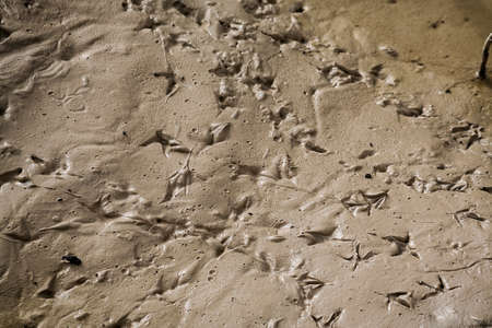 Footprints of birds in the mud の写真素材