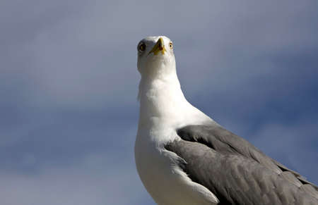 Yellow legged Gull, Larus michahellis, Estepona, Spainの写真素材