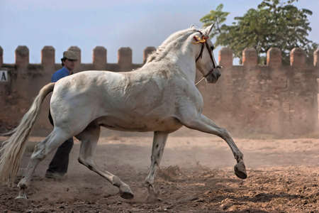 White horse of pure breed Spanish trottingの写真素材