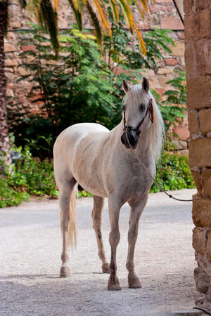 Spanish purebred horse posing, andalucia, Spainの写真素材