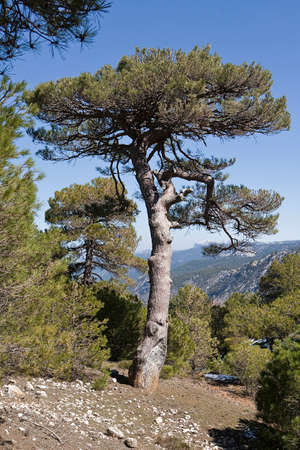 Pinus halepensis or carrasqueo, original pine from South to West Asia Europe can reach fifteen...