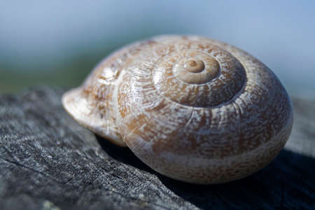 Shell of a snail
