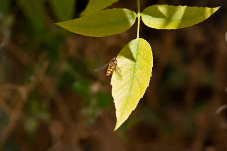Close-up shooting of the wasp on leaf