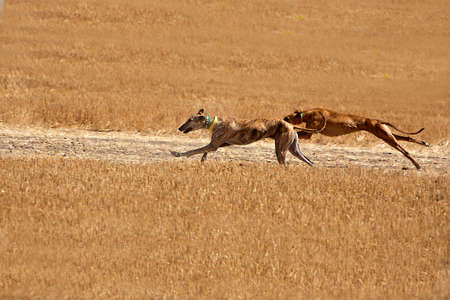 Greyhounds at full speed during a race の写真素材