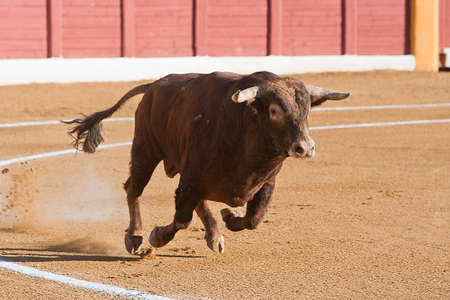 Capture of the figure of a brave bull in a bullfight, Spainのeditorial素材