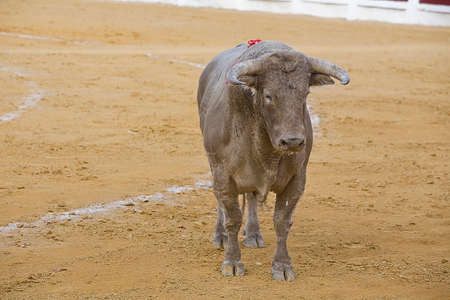 Capture of the figure of a brave bull in a bullfight, Spainのeditorial素材