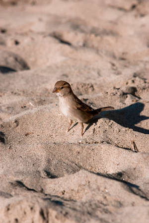 One wild sparrow on sandの写真素材