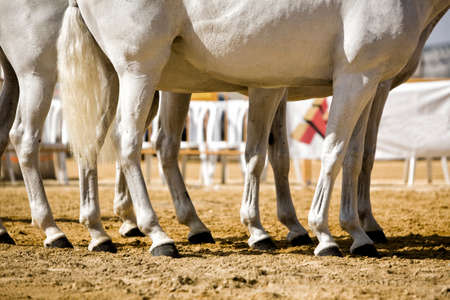 Equestrian test functionality with 3 pure Spanish horses, also called cobras 3 Mares, detail of the...