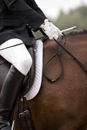 Detail of saddle and leads a Spanish purebred horse, Spainの写真素材