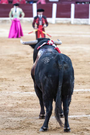 Ubeda, Jaen province, SPAIN - 29 september 2010  Bull black 650 kg looking thoroughly banderillero...