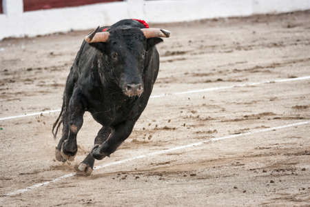 Linares, Jaen province, SPAIN - 28 august 2011  Bull about 650 Kg galloping in the sand right when I just got out of the bullpen, in the Linares bullring or also called arena of Santa Margarita, Linares, Jaen province, Andalusia, Spainのeditorial素材