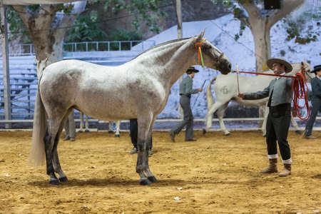 Andujar, Jaen procince, SPAIN - 5 september 2008  Spanish horse of pure race taking part during an exercise of equestrian morphology in Andujar, Jaen province, Andalusia, Spainのeditorial素材