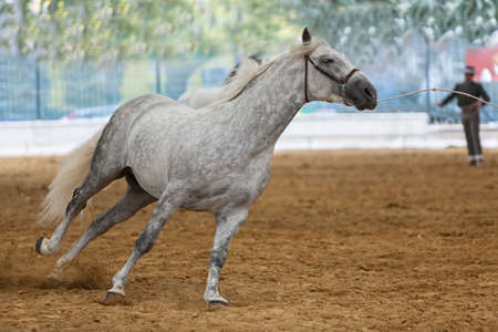 Andujar, Jaen procince, SPAIN - 13 september 2009  Spanish horse of pure race taking part during an exercise of equestrian morphology in Andujar, Jaen province, Andalusia, Spainのeditorial素材