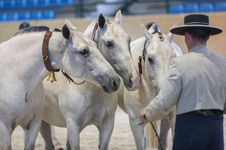 Three Spanish mares of pure race called also cobra of three mares taking part during an exercise of equestrian morphology in Estepona, Malaga province, Andalusia, Spainのeditorial素材