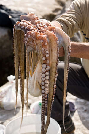 Just the caught octopus in hands, Estepona, Andalusia, Spainの写真素材