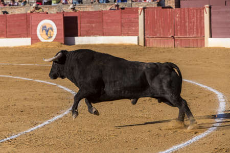 Baeza, Jaen province, SPAIN - 14 august 2014: Bull about 650 Kg galloping in the sand right when I just got out of the bullpen, in the Linares bullring, Linares, Jaen province, Andalusia, Spainのeditorial素材