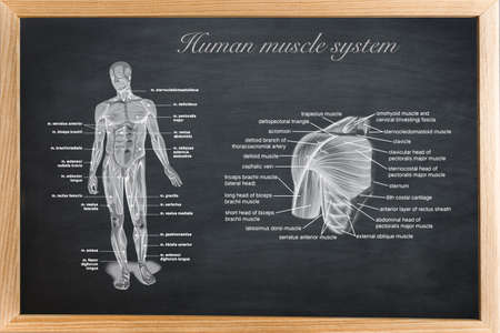 didactic board of anatomy of human bony and muscular system