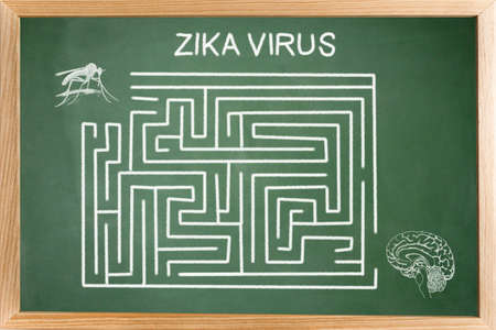 Conceptual diagram drawn with chalk on a Blackboard green of the Of Zica virus (ZIKV), Labyrinth without resolvedの写真素材