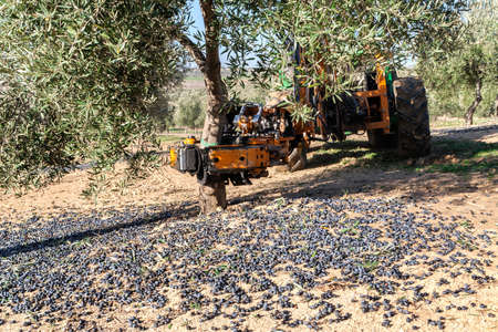 Jaen, Spain - January 2, 2016: Vibrating machine in an olive tree, olive compilation of mechanical form during the winter in January, take in Jaen, Spainの写真素材