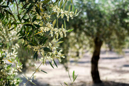 Olive tree in bloom during spring, Andalusia, Spainの写真素材