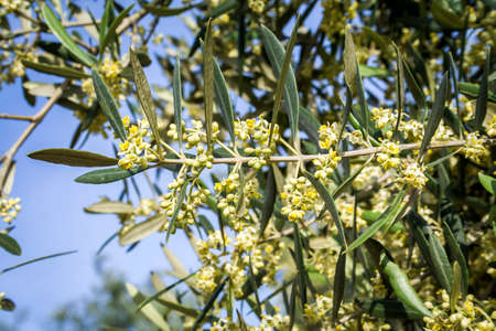 Olive tree in bloom during spring, Andalusia, Spainの写真素材