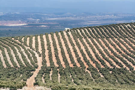 Landscape of olive trees during summer, cultivation ecologic, Spainの写真素材