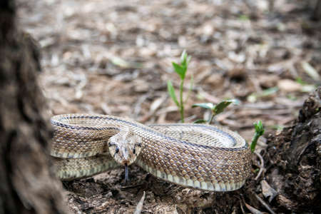 Rhinechis scalaris, called also stairs Snake, Spain