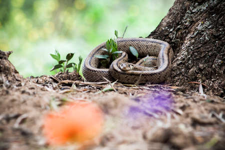 Rhinechis scalaris, called also stairs Snake, Spainの写真素材