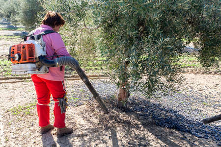 Jaen, Spain - January 2008, 23: Agricultural women during the olive compilation campaign, glass-blowers handle machines to accumulate the fruit in heaps, take in Jaen, Spainのeditorial素材