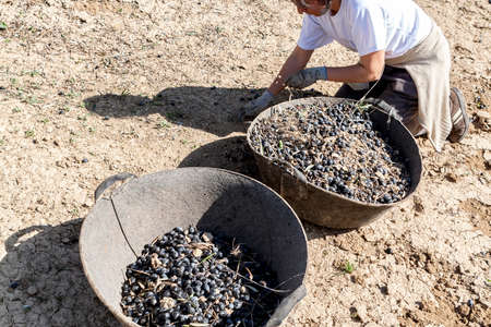 Jaen, Spain - January 2008, 23: Woman farmer of knees on the ground during the olive harvest campaign check lot of olives in basket, take in Jaen, Spainのeditorial素材